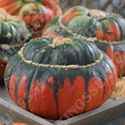 Picture of Winter Squash Turks Turban